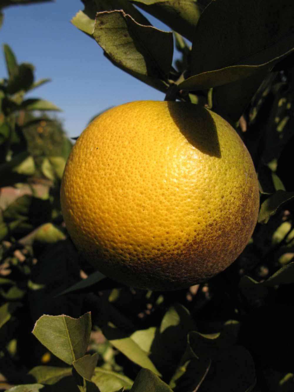            Fruit (Winter Haven, FL)   